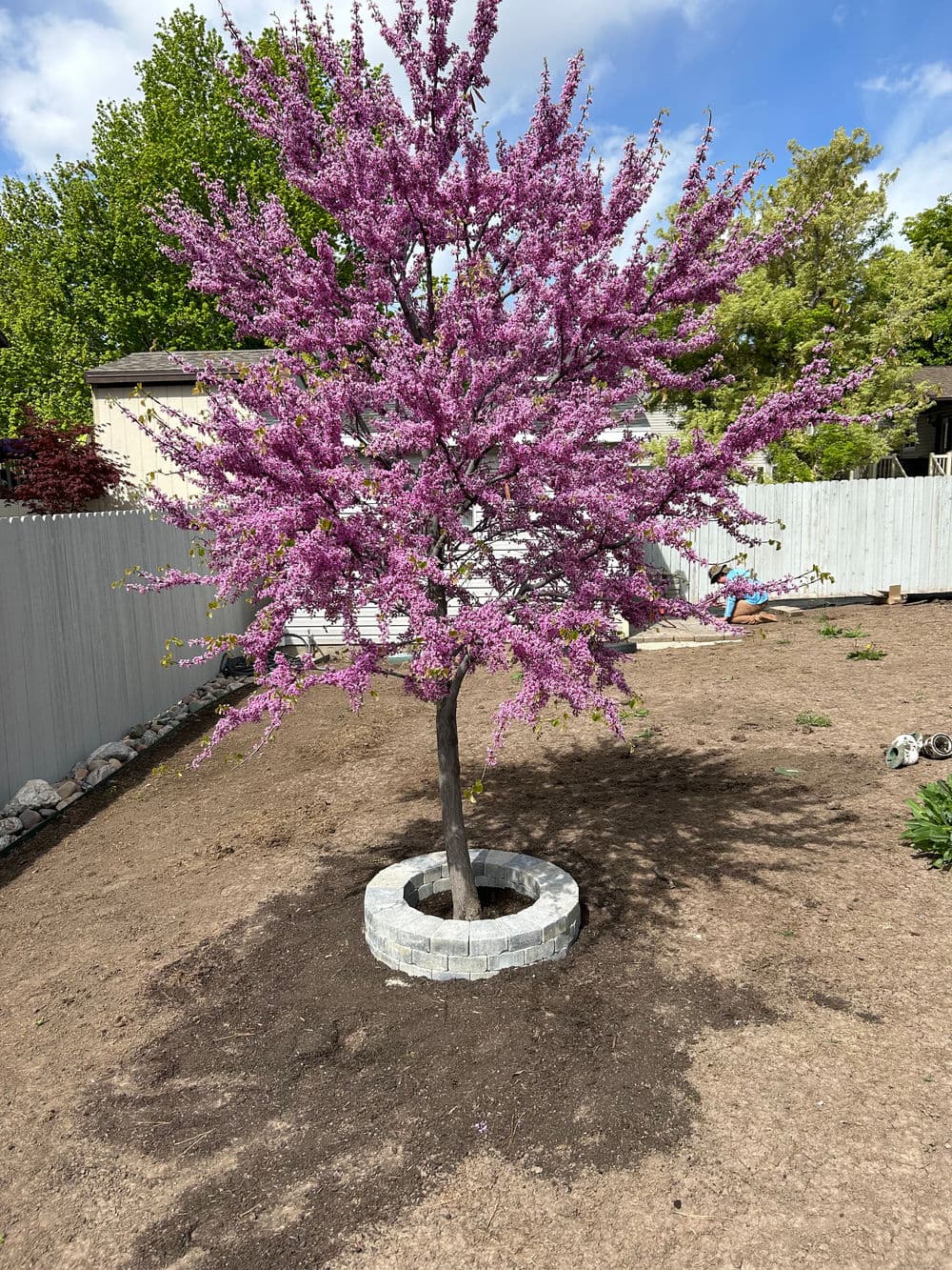 Pink flowering tree in a landscaped yard with stone circle and clear sky background.