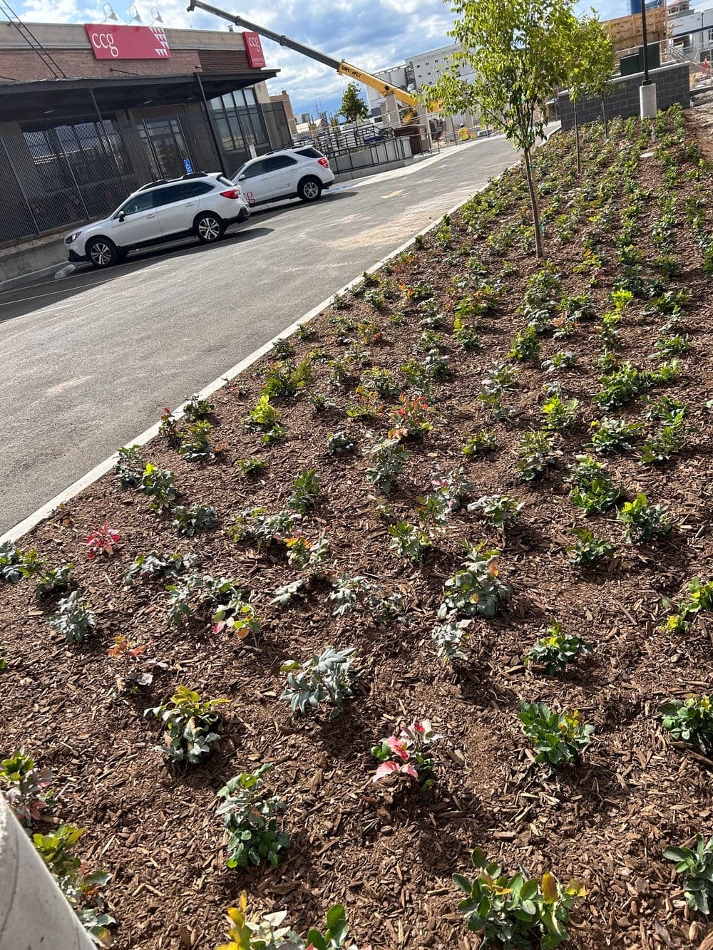 Flowering plants in a landscaped area beside a parking lot with a building in the background.